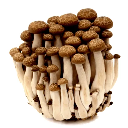anyagomba