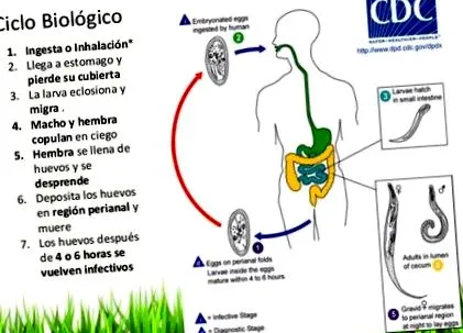 biológiai