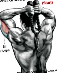 kábel-triceps