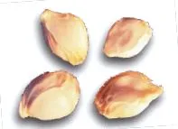 grapefruitmag