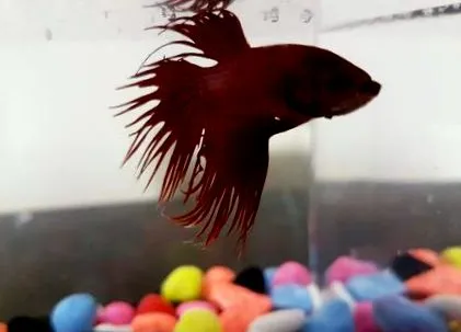 betta