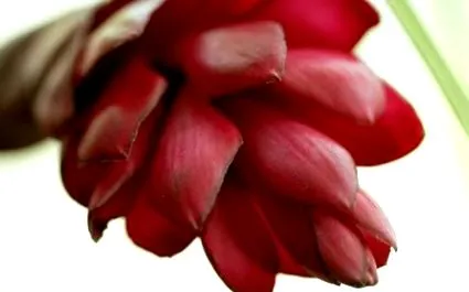 екстракти важни