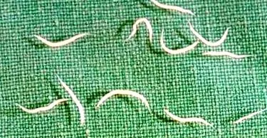 worm forum