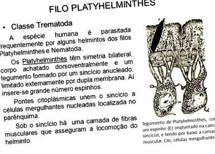 filum