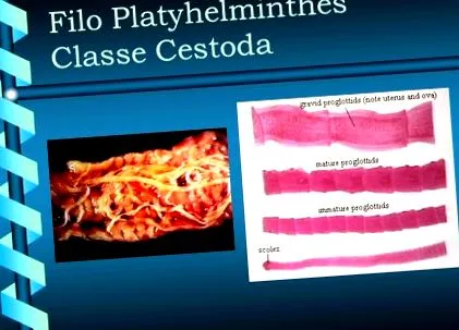 protostomes