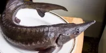 Рецепт юшки в домашніх умовах з фото з коропа, судака умовах