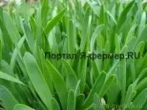 Вирішив зайнятися бізнесом вирощування зелені (цибуля, кріп і т.п. бізнесом