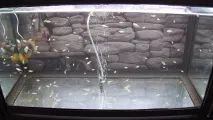 Рибки зміст, захворювання, Блог акваріуміста блог