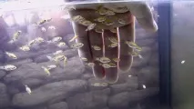 Рибки зміст, захворювання, Блог акваріуміста блог