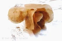 Троянди з фільтрів своїми руками, Жозефіна троянди