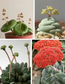 Sedum