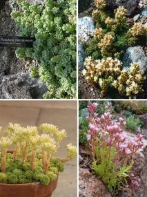 Sedum