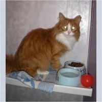 Умови проживання котів - Версія для друку проживання