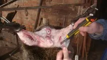 Умови утримання та розведення нутрій у домашніх умовах умови