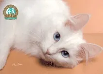 котки