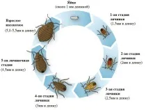 Знищення клопів Єкатеринбург ціни дезінсекція, дезінфекція, обробка, цькування клопів Єкатеринбург єкатеринбург