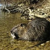 Умови утримання та розведення нутрій у домашніх умовах умови