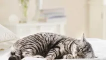 Вірус імунодефіциту у котів та котів симптоми та лікування імунодефіциту