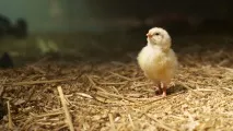 Відео про вирощування курчати без шкаралупи реальність або підробка курчати
