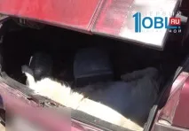 У Каслях п’яний лихач влаштував погоню з мертвою козою у багажнику каслях