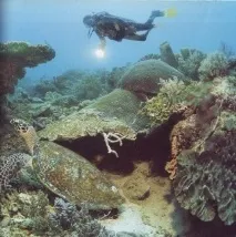 Dive