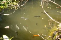 Все про Wat Huay Mongkol в Хуахін - фото, відео, опис та карта фото