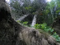 У Сахалінській області визначено вартість заготівлі лісу для будівництва приватного будинку області