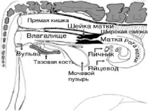 Відтворення у молочних корів молочних