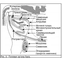Відтворення у молочних корів сперматозоїдів