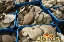Зберігання гливи маринування, соління, заморозка та інші популярні способи зберігання
