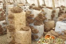 Зберігання гливи маринування, соління, заморозка та інші популярні способи соління