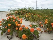 Ягода морошка корисні властивості та протипоказання морошка