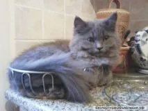 В’язка кота – Серпухов – господарів