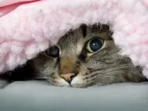 розчулюються