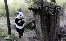 Навіщо вченим костюм панди навіщо