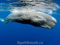 розрізняти
