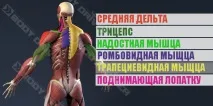 язів