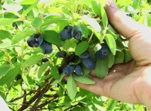 жимолість Берель особливості вирощування, опис сорту, фото, відгуки особливості