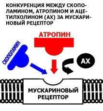 05 Холіно-антагоністи новий холіно-антагоністи