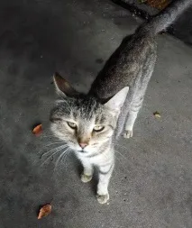 котів