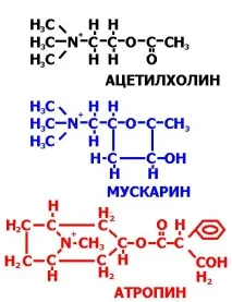 05 Холіно-антагоністи новий мускарину