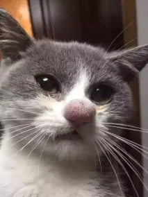 ужалених