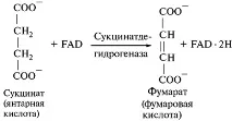 Аеробна фаза дихання - Студопедія аеробна