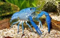 Акваріумні раки зміст, види, фото - Догляд та зміст раки
