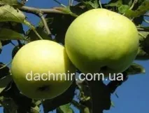 яблуні