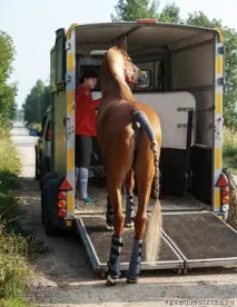 Адаптація коня до нового господаря - Сайт про коней нового