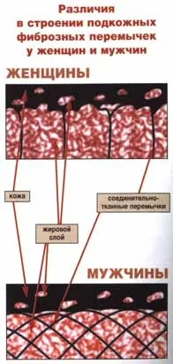 морфологія