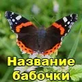 Метелики () 7 букв - пошук слів по масці та визначенню, відповіді на сканворди визначенню