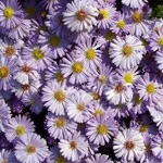 Aster