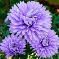 Aster